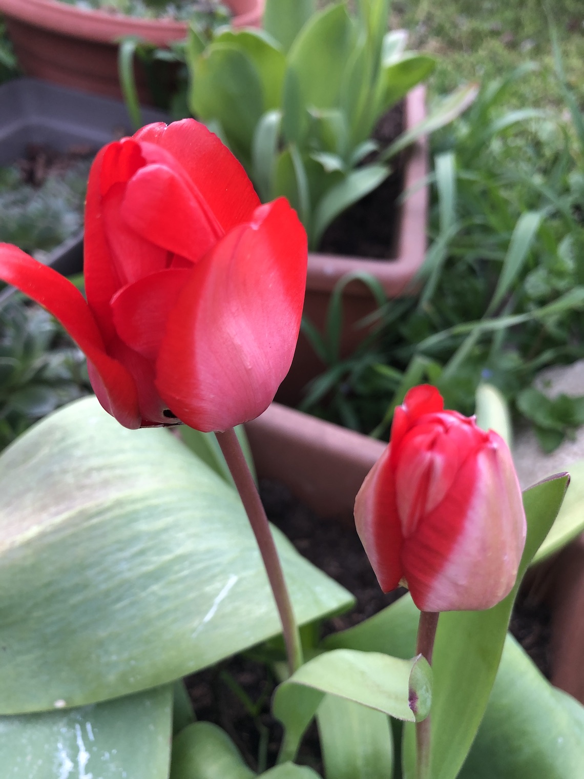 tulipe-rouge” width=